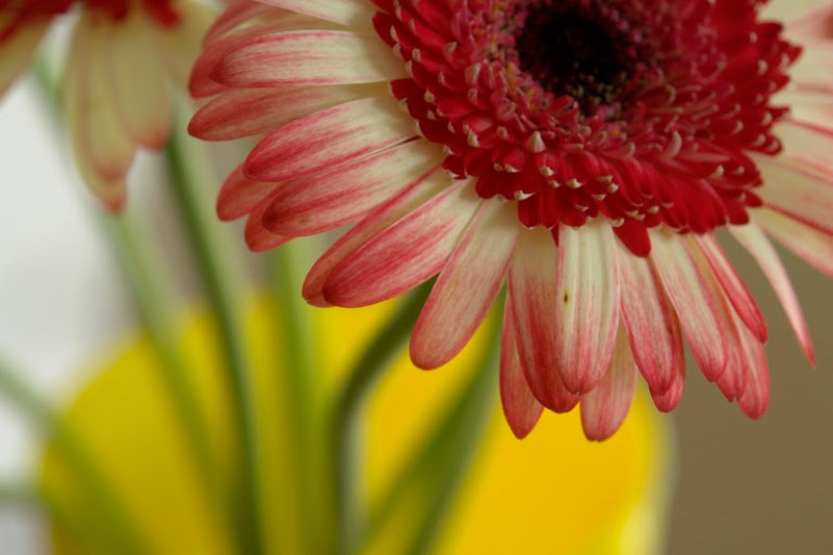 Flower - Australian Series